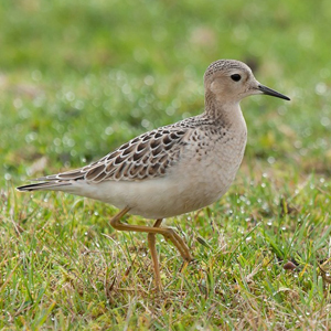 Bird Photography - please click for galleries